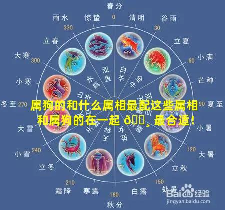 属狗的和什么属相最配这些属相和属狗的在一起 🌸 最合适！